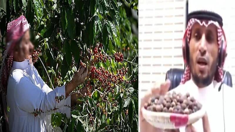 مزارع يكشف عن أسعار البن الخولاني والسبب في ارتفاعها