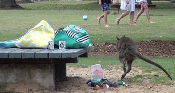 بالفيديو.. كنغر يسرق حقائب السيدات في حديقة عامة