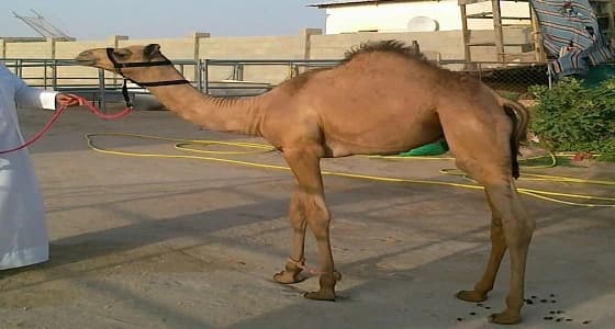 مدير مدرسة في تبوك يكافئ المعلمين المتميزين بـ " قعود "