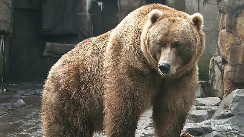 دب يثير ضجة في بغداد