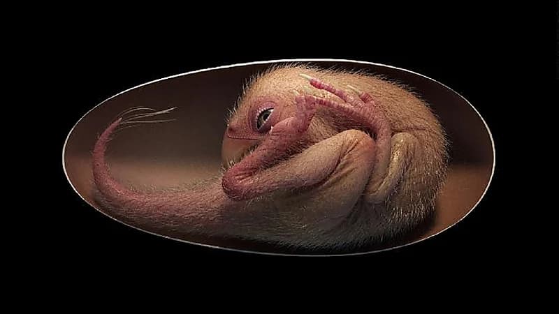 العثور على ديناصور يستعد للخروج من بيضته!