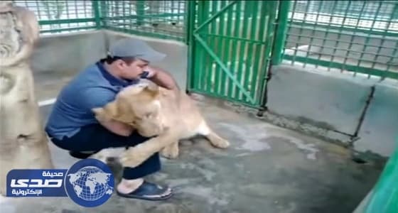 بالفيديو.. مواطن يحول مزرعته ملجأ لاحتواء الأسود المفترسة