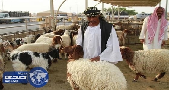 أنخفاض أسعار المواشي البلدي في صبيا والمستورد ينعش السوق