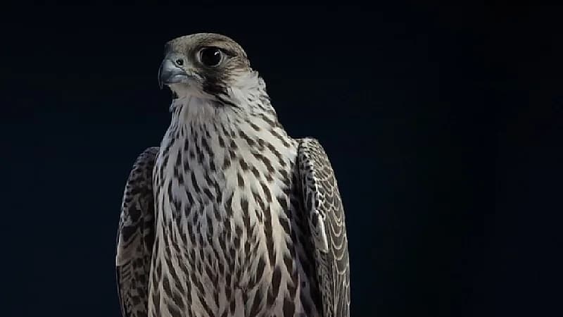 مبيعات مزاد نادي الصقور السعودي تتجاوز حاجز الـ 4 ملايين ريال