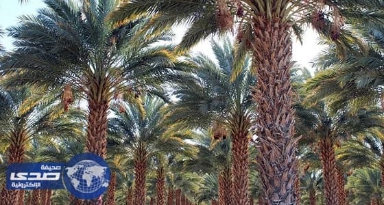 سوق الخضار المركزي بالسيح يستقبل بواكير الرطب