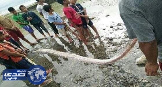 بالفيديو ..ظهور ثعابين عملاقة ببحر الفلبين تنذر بكارثة طبيعية