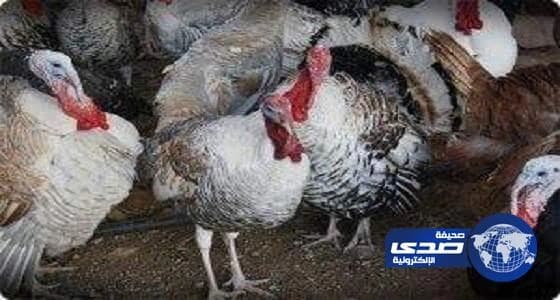 اعدام 10 آلاف "ديك رومي" في ألمانيا